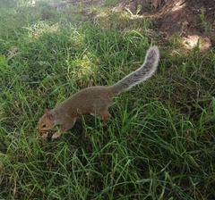 Sciurus carolinensis