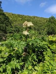 Angelica ursina