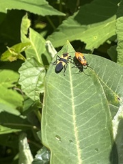 Oncopeltus fasciatus