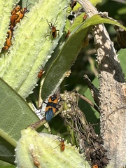 Oncopeltus fasciatus