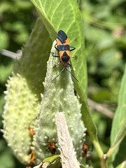 Oncopeltus fasciatus