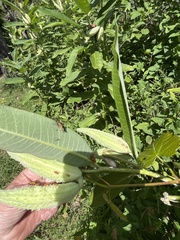 Oncopeltus fasciatus