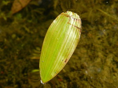 Potamogeton natans