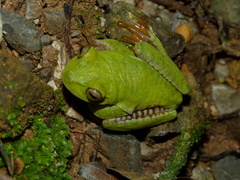 Boana heilprini
