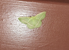 Dichorda illustraria