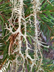 Evernia divaricata
