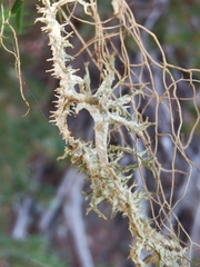 Evernia divaricata