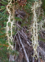 Evernia divaricata