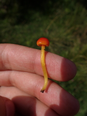 Hygrocybe insipida