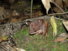 Eleutherodactylus inoptatus
