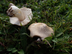 Entoloma prunuloides