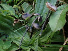 Entoloma cyanulum