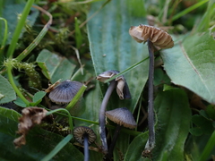 Entoloma cyanulum