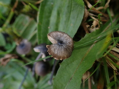 Entoloma cyanulum