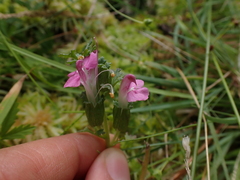 Wood Betony (Pedicularis sylvatica)
