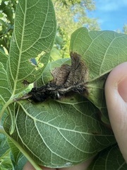 Contarinia negundinis