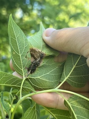 Contarinia negundinis