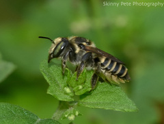 Megachile albitarsis