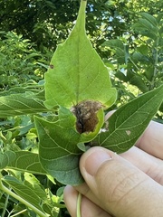 Contarinia negundinis