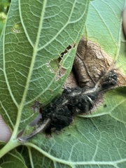 Contarinia negundinis