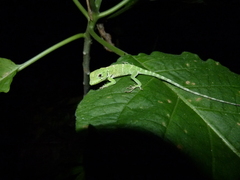 Anolis baleatus