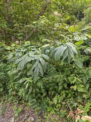 Angelica ursina