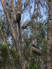 Allocasuarina distyla