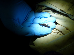 Sphaerodactylus darlingtoni