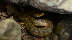 Gloydius ussuriensis