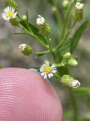 Erigeron