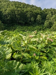 Filipendula camtschatica