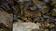 Gloydius ussuriensis