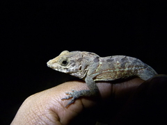 Anolis hispaniolae