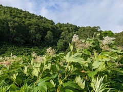 Filipendula camtschatica