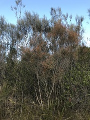 Allocasuarina distyla
