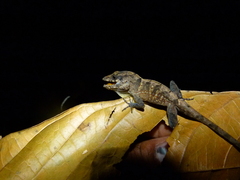 Anolis hispaniolae