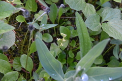 Neottia cordata