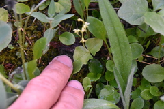 Neottia cordata