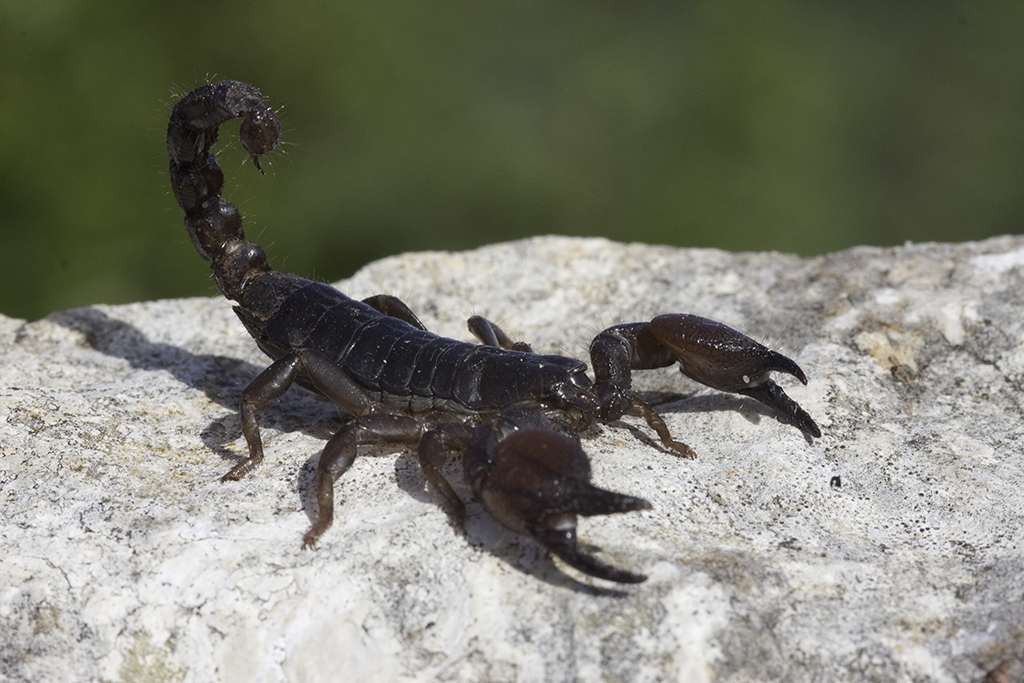 Scorpio fuscus · iNaturalist