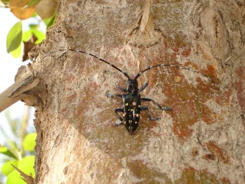 Asian Longhorned Beetle