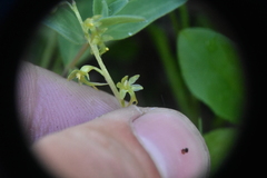 Neottia cordata