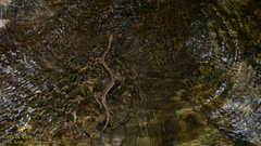 Gloydius ussuriensis