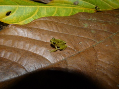 Eleutherodactylus flavescens