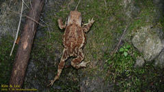 Bufo sachalinensis