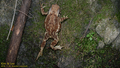 Bufo sachalinensis