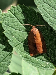 Cacoecimorpha pronubana