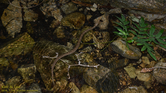 Gloydius ussuriensis