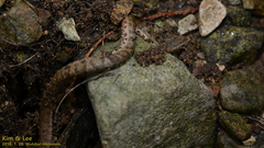 Gloydius ussuriensis