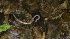 Gloydius ussuriensis