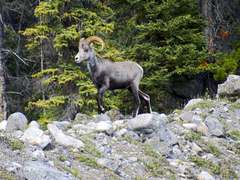 Ovis dalli stonei